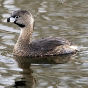 Breeding adult. Note: black band around bill. Breeding adult. Note: black band around bill.