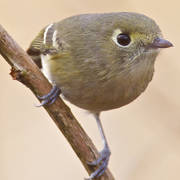 Separated from Ruby-crowned Kinglet by dark legs, thicker and slightly hooked bill, nearly complete eye-ring (only broken on top, kinglets is broken on top and bottom). Kinglets are constantly moving: Hutton's Vireos are more lethargic. Separated from Ruby-crowned Kinglet by dark legs, thicker and slightly hooked bill, nearly complete eye-ring (only broken on top, kinglets is broken on top and bottom). Kinglets are constantly moving: Hutton's Vireos are more lethargic.