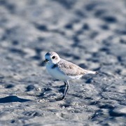 Winter plumage Winter plumage