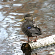Male. Note: yellowish bill (female has a greenish bill) Male. Note: yellowish bill (female has a greenish bill)