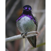 Male Male
