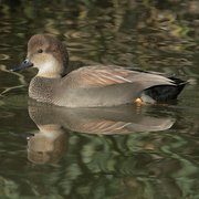 Male. Note: puffy head and black rear. Male. Note: puffy head and black rear.