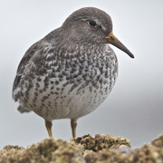 Winter plumage. Winter plumage.